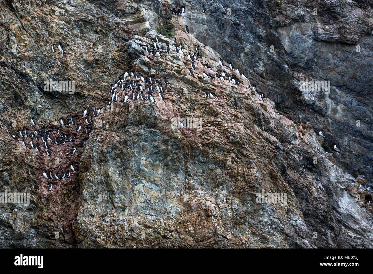 L'Artico, Bellsund, spessa becco guillemots, Dreizehenmöve, Europa, Midterhuken, Norvegia, regione polare, Spitsbergen, Svalbard, animali, uccelli, bird's ro Foto Stock