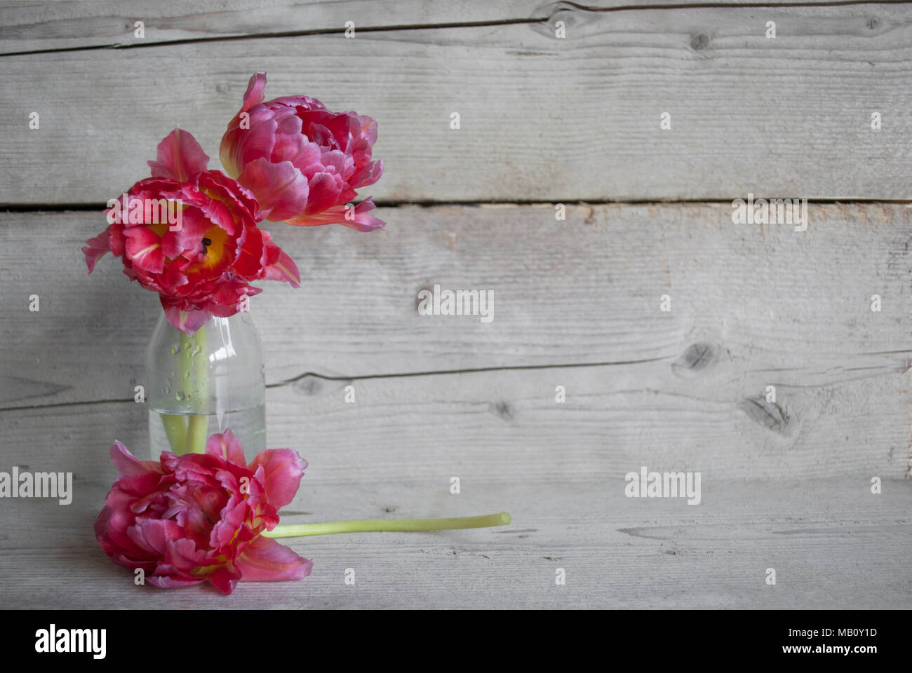 Rosa peonia olandese tulipani in una bottiglia di vetro, sul vecchio sfondo di legno con petali Foto Stock
