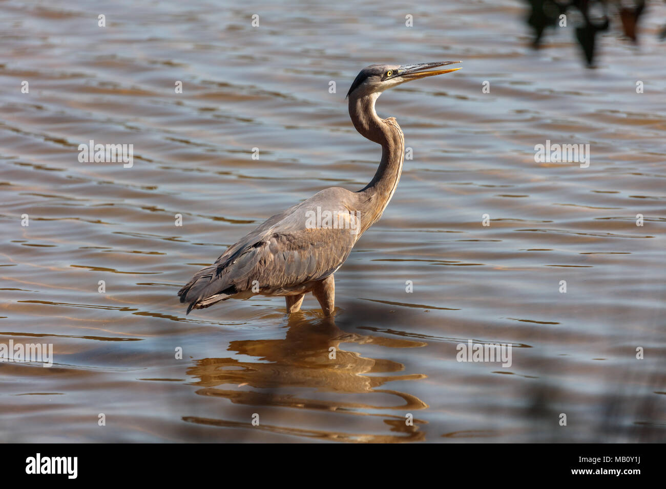 Airone blu, Ardea Erodiade, in piedi in acqua con open bill, Sanibel Island, Florida, Stati Uniti d'America Foto Stock