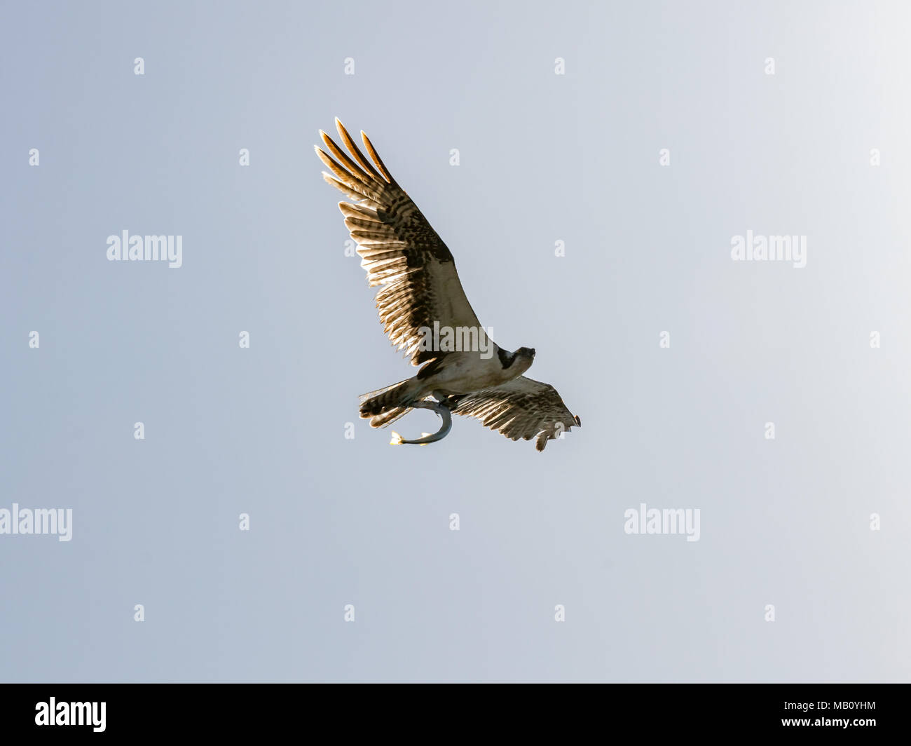 Osprey (Sea Hawk) battenti con pesce, Sanibel Island, Florida, Stati Uniti d'America Foto Stock