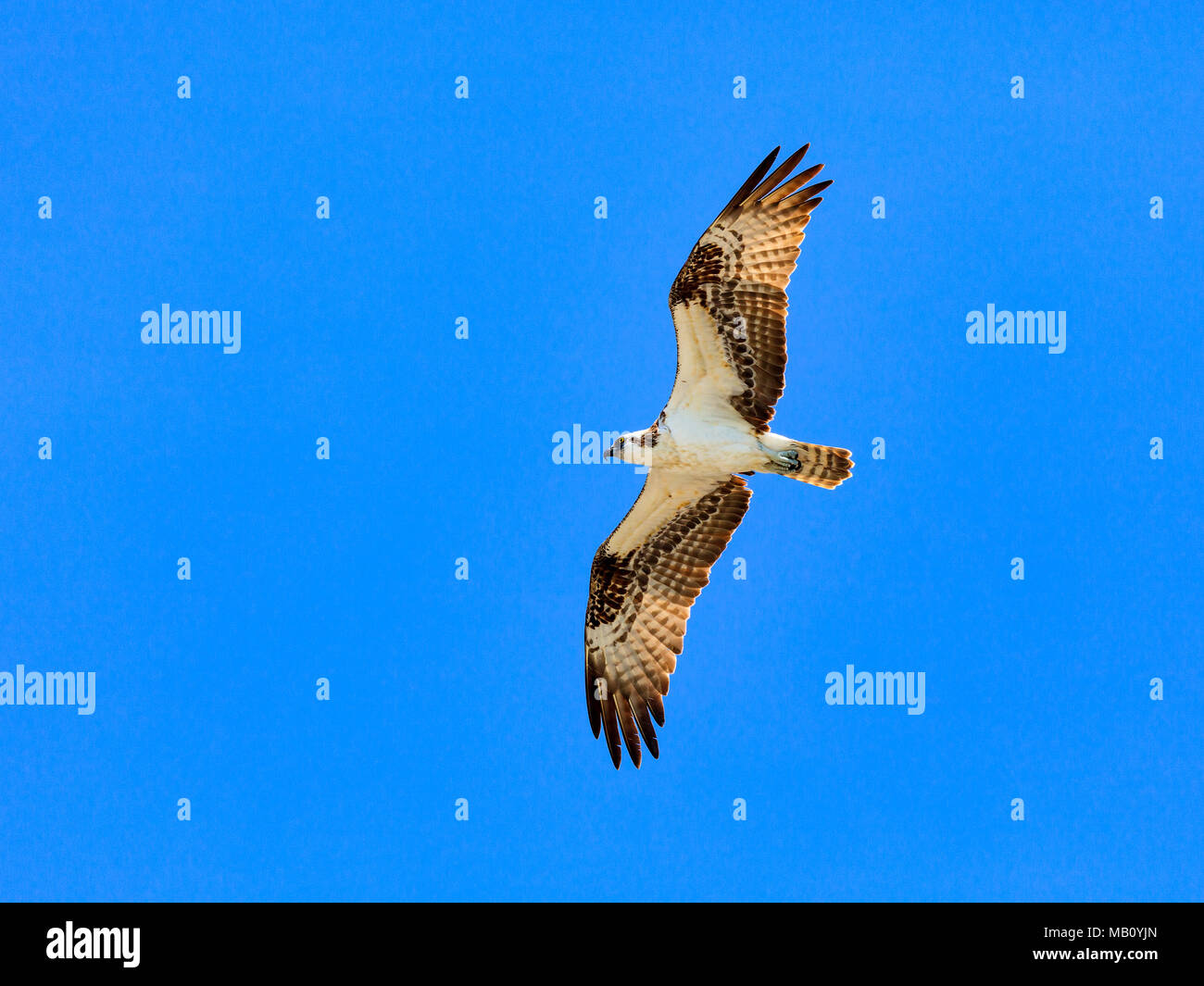 Osprey, Pandion haliaetus, mosche contro il cielo blu, Florida, Stati Uniti d'America Foto Stock