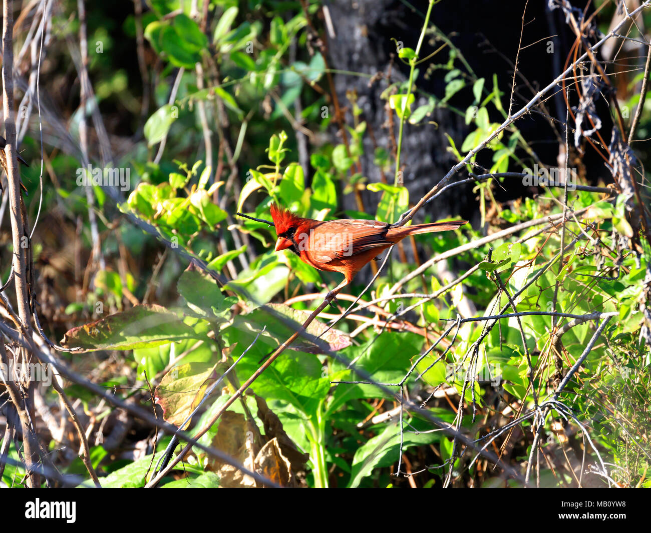 Redbird, Cardinalis cardinalis, nella boccola, Honymoon Isola, Florida, Stati Uniti d'America Foto Stock