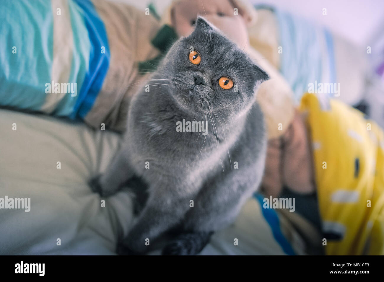 Il russo gatto blu Foto Stock