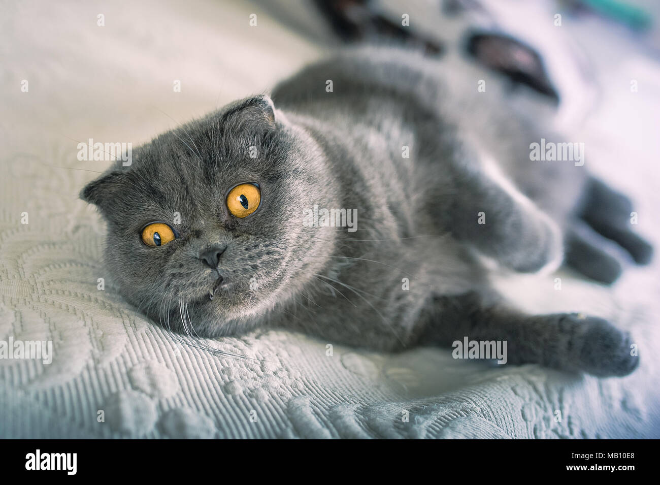 Il russo gatto blu Foto Stock