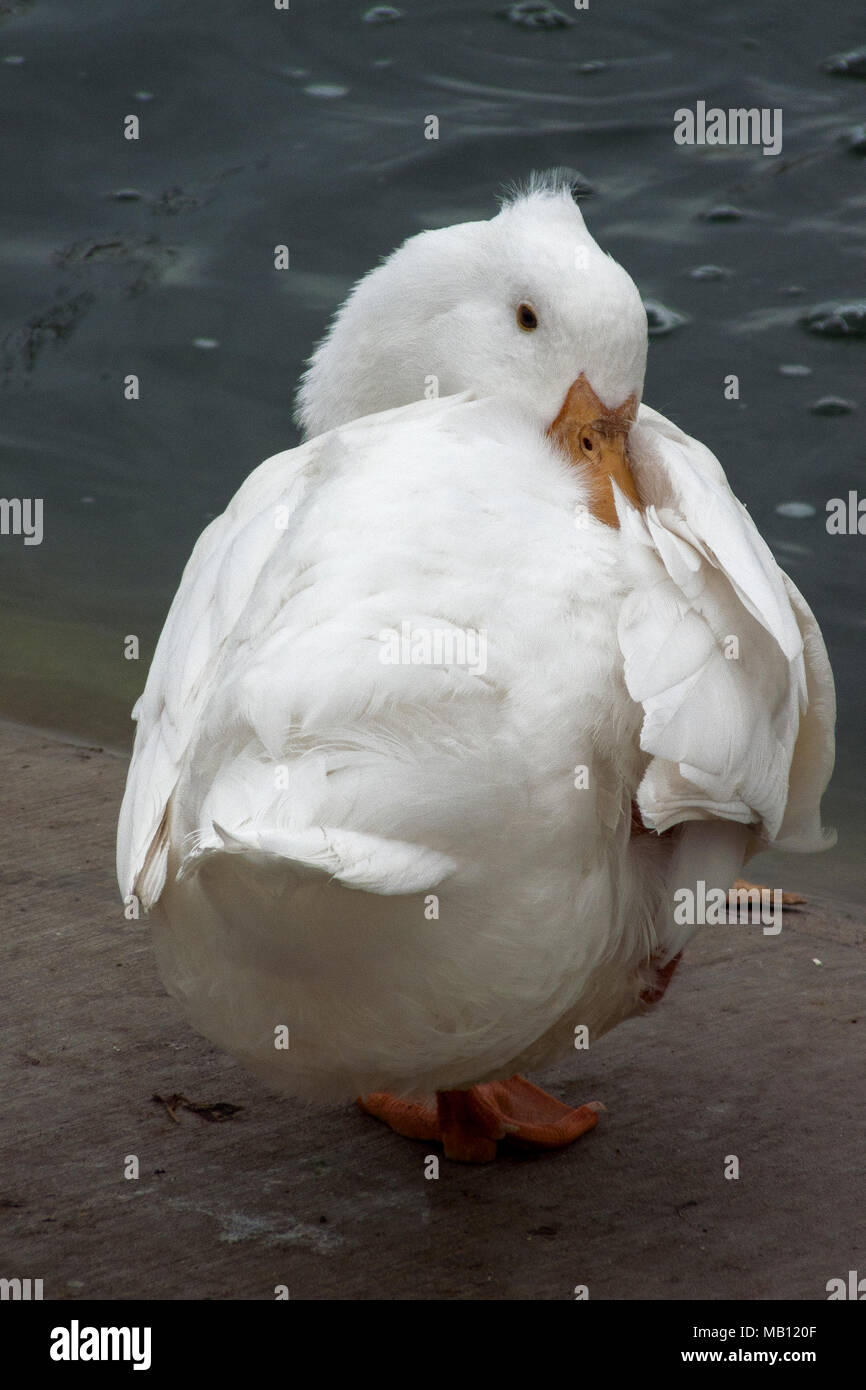 Anatra addomesticati a Tingley Beach, Albuquerque, Nuovo Messico Foto Stock