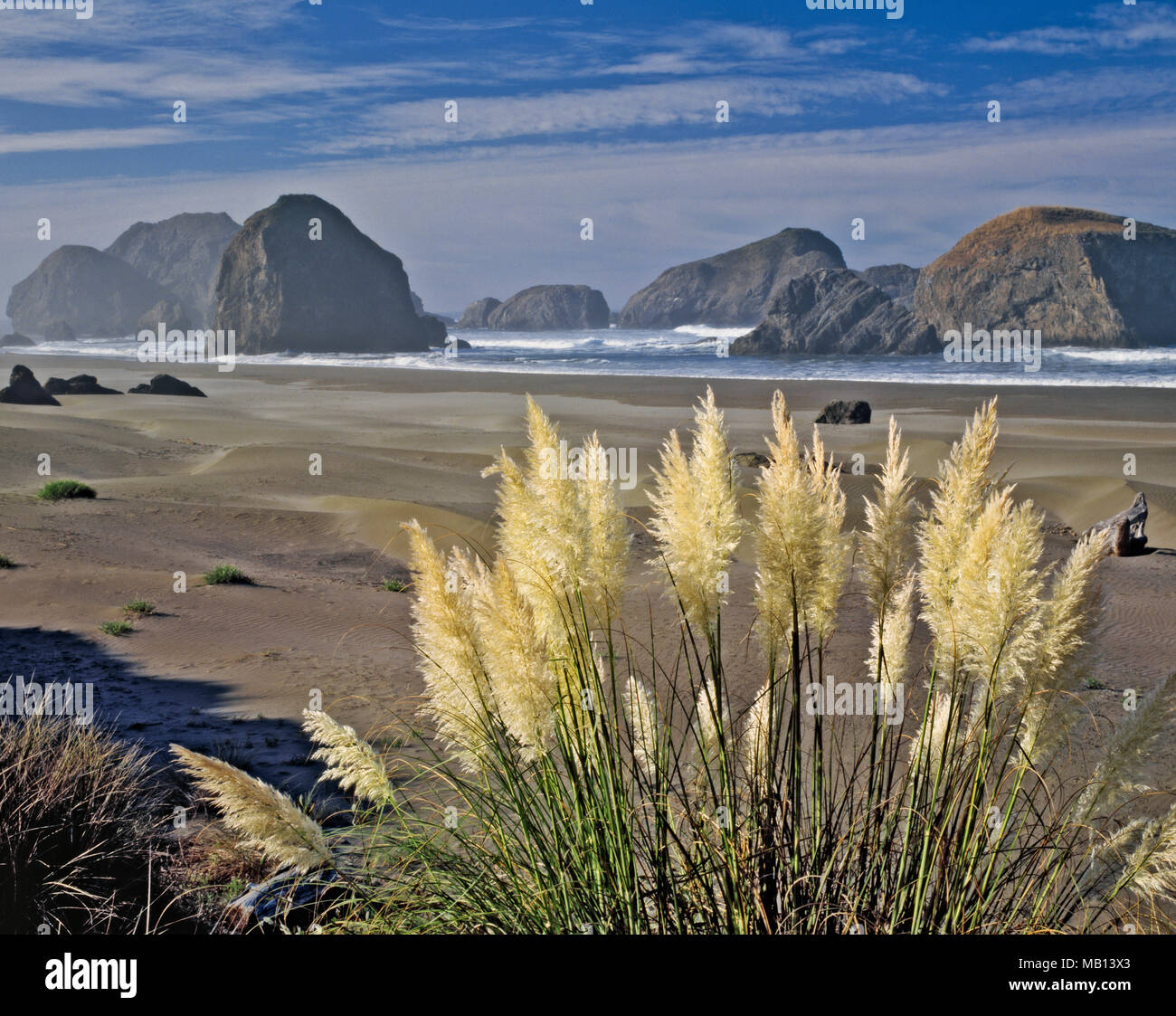 Pampa erba sboccia lungo dell'Oregon costa meridionale con il magnifico mare offshore pile a Capo Sebastian parco dello stato. Foto Stock