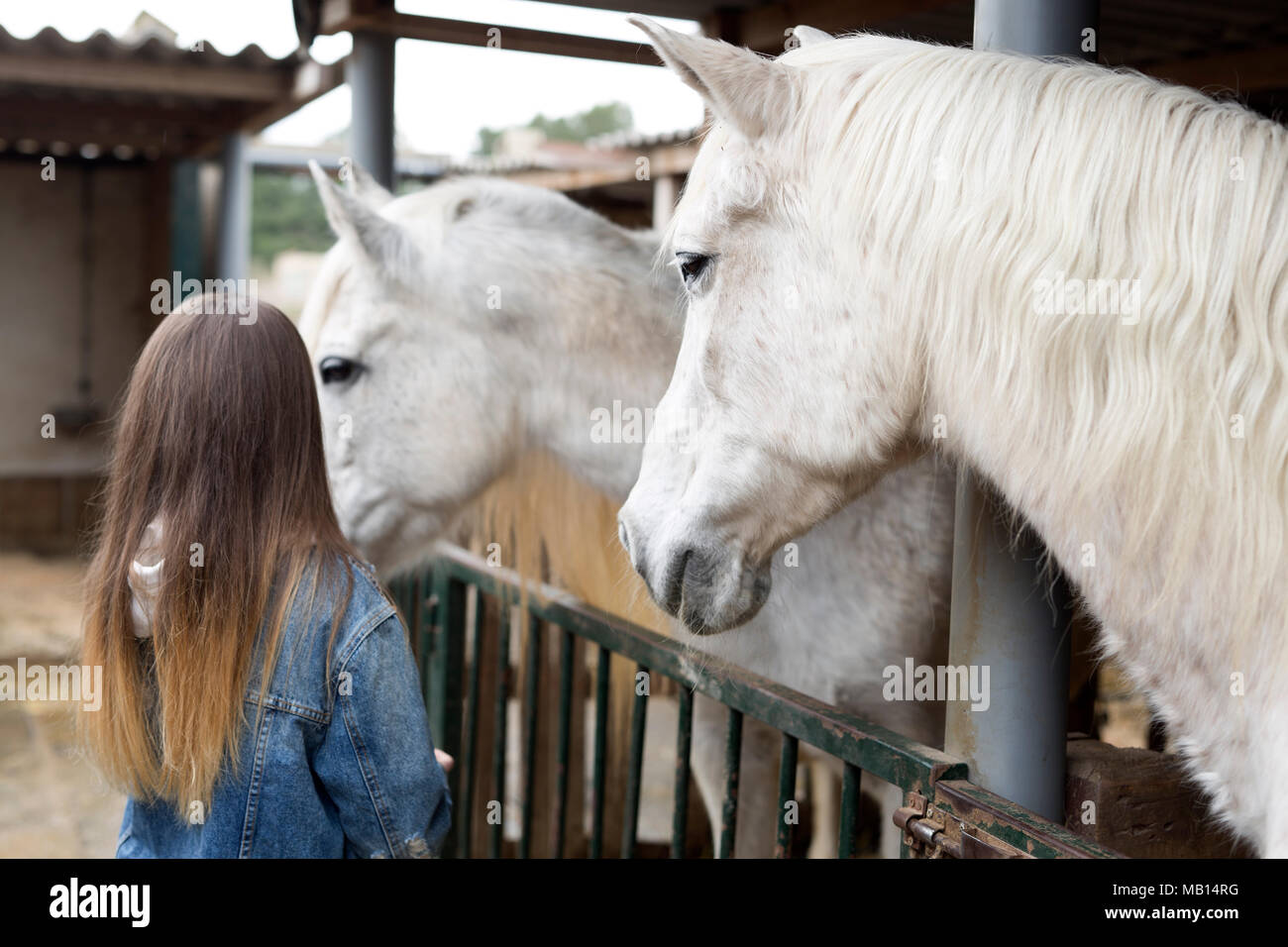 Adolescente da dietro di toccare i cavalli in un rifugio di Rojales, provincia di Alicante in Spagna. Foto Stock