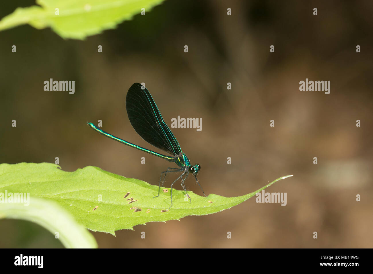 06014-00401 Ebano Jewelwing (Calopteryx maculata) maschio Washington Co. MO Foto Stock