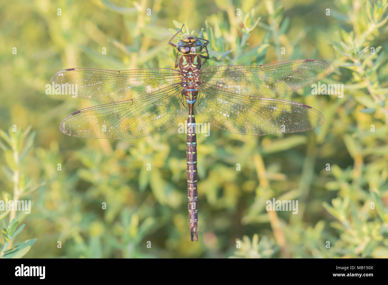 06357-00101 Darner Shadow (Aeshna umbrosa) maschio (Marion Co. IL Foto Stock