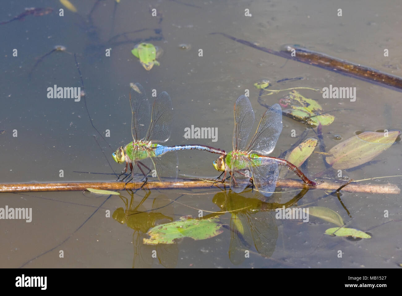 06361-00712 verde comune Darner libellule (Anax junius) maschile e femminile in tandem, femmina deposizione delle uova in zona umida, Marion Co. IL Foto Stock