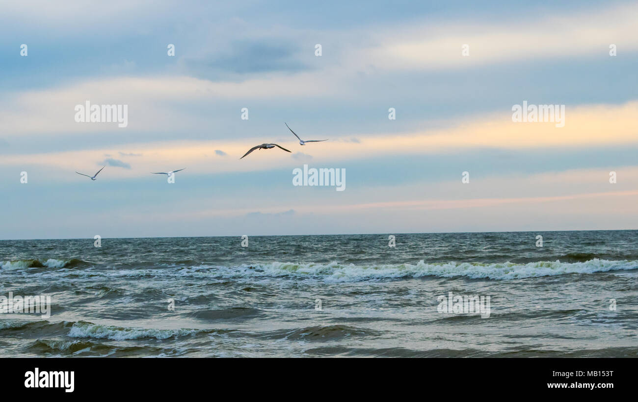 Gli uccelli di pesca nel Mar Baltico, Palanga Foto Stock