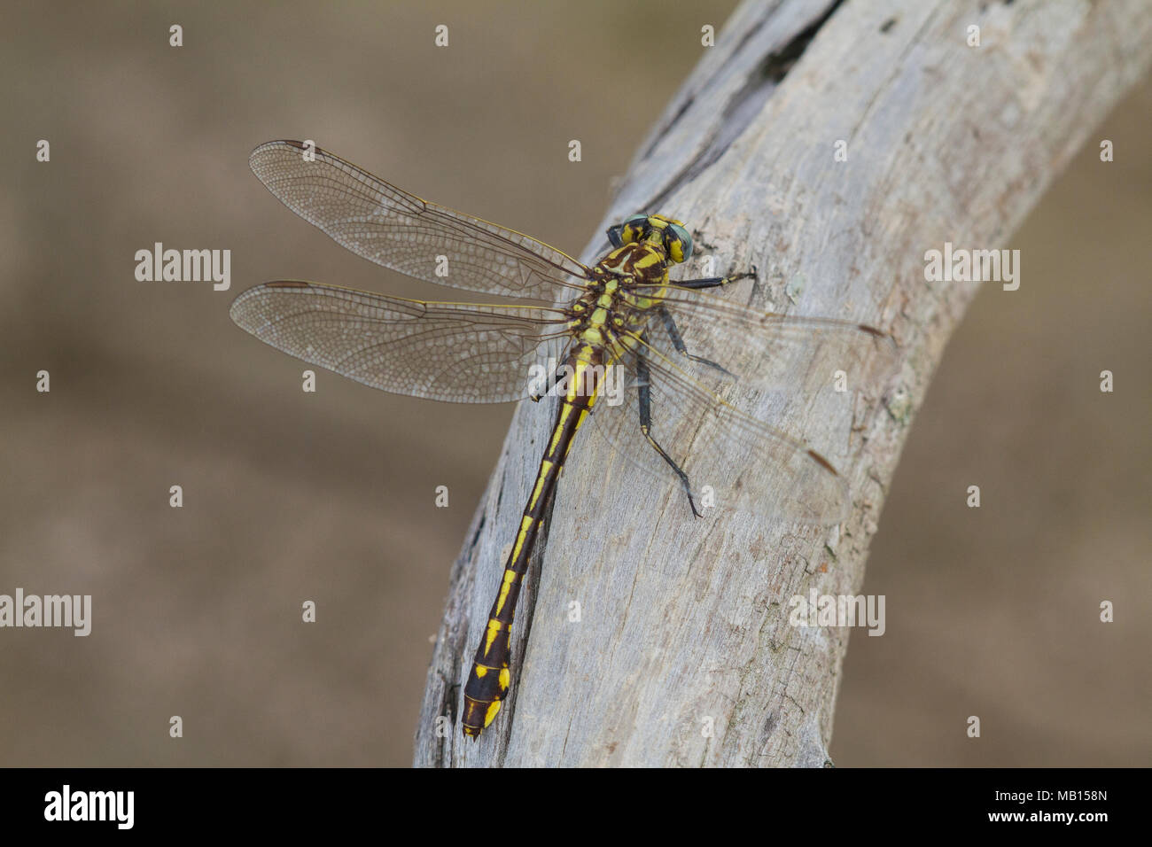 06421-00109 pianure Clubtail (Gomphurus externus) Kaskaskia Fiume Fayette Co. IL Foto Stock