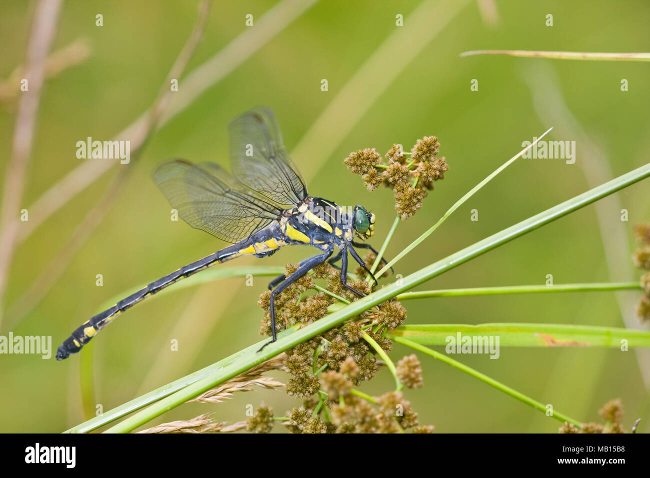 06447-00113 Dragonhunter (Hagenius brevistylus) dragonfly maschio nella fen, Wayne Co, Mo Foto Stock