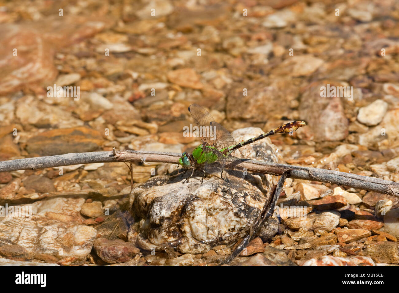 06468-001.05 Westfall's Snaketail (Ophiogomphus westfalli) maschio nel flusso, Crawford Co., MO Foto Stock