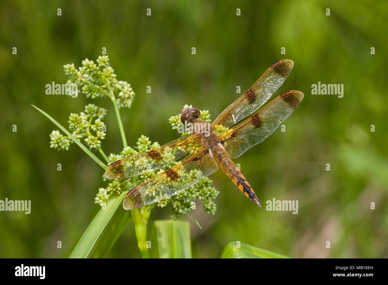 06628-00113 dipinto Skimmer dragonfly (Libellula semifasciata) maschio, Effingham Co. IL Foto Stock