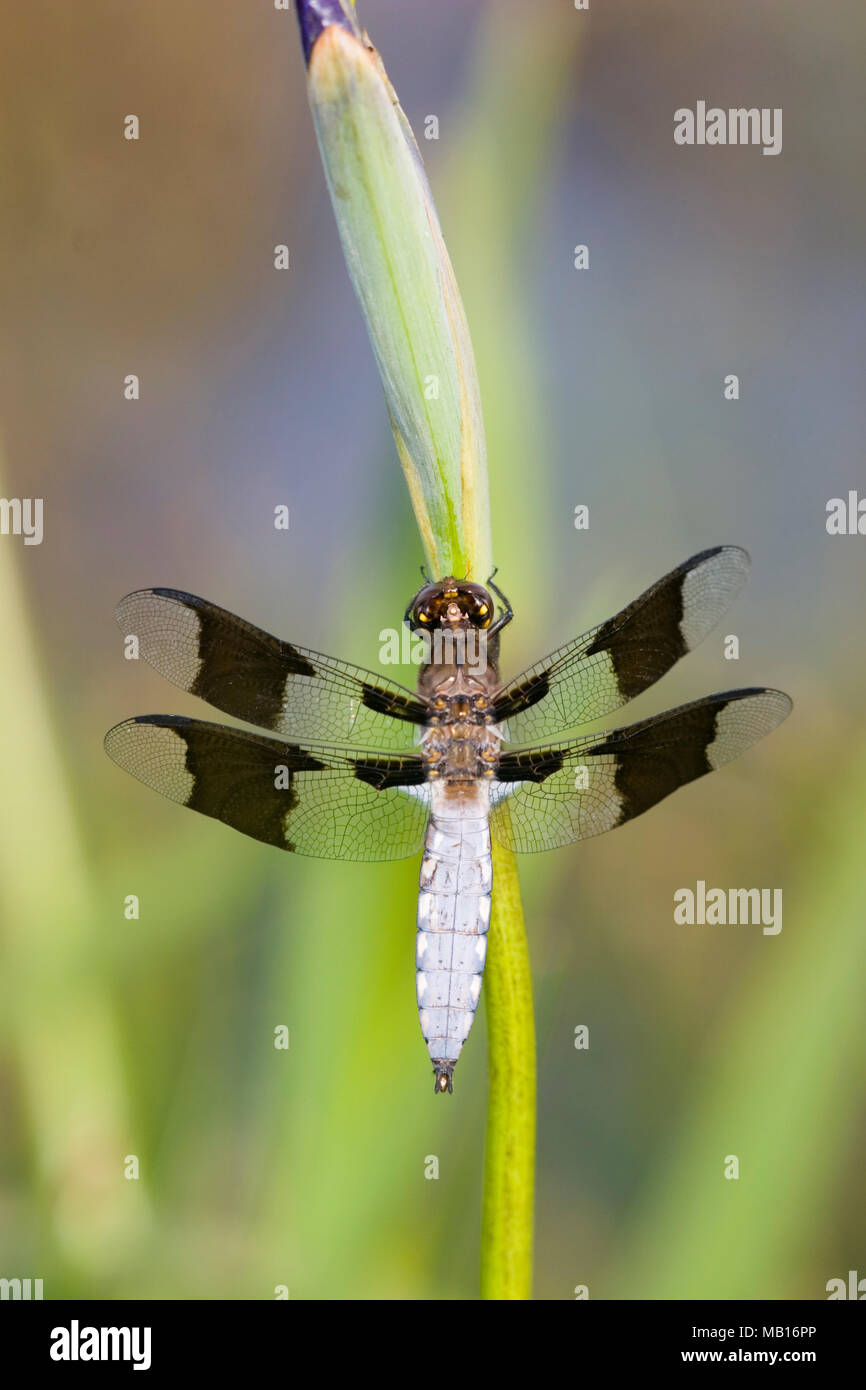 06649-003.05 Culbianco comune (Plathemis lydia) maschio sulla bandiera blu (Iris Iris virginica) nella zona umida Marion Co. IL Foto Stock