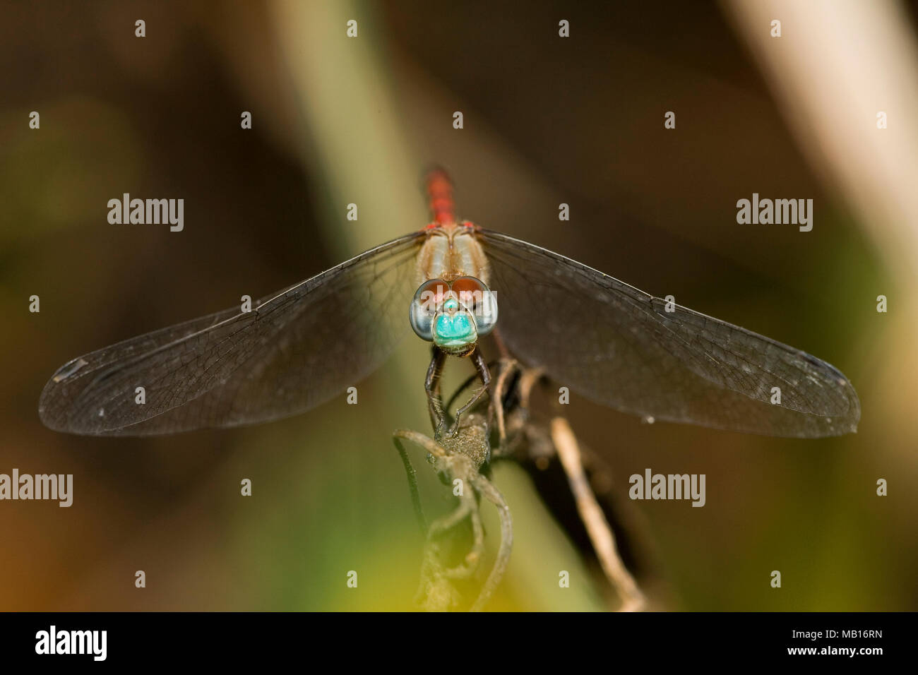 06652-006.16 Blu-di fronte Meadowhawk (Sympetrum ambiguum) maschio, Marion Co. IL Foto Stock