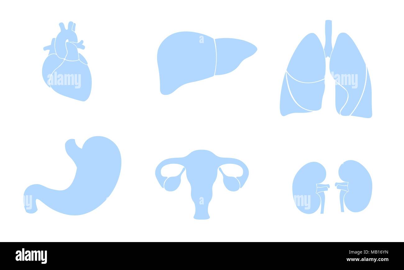 Organo umano icona simbolo logo medicina set. Cuore polmoni rene grembo stomaco fegato innovazione medica colore piatto center illustrazione vettoriale Illustrazione Vettoriale