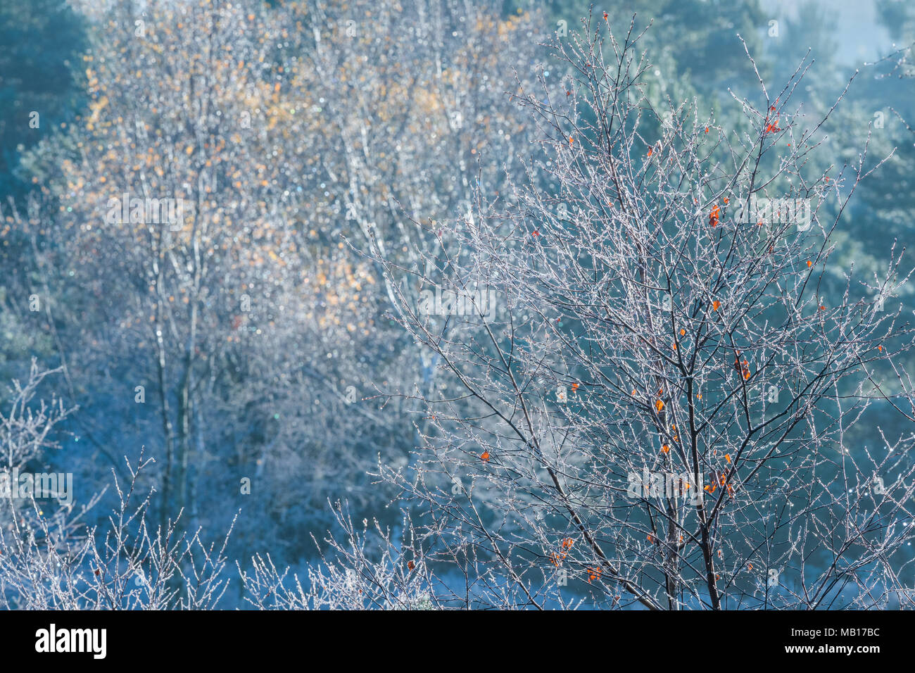 Bulbi per alberi con poche foglie rimanenti coperto di brina trasformata per forte gradiente in un freddo inverno mattina come i primi raggi del sole scioglie il ghiaccio. Foto Stock