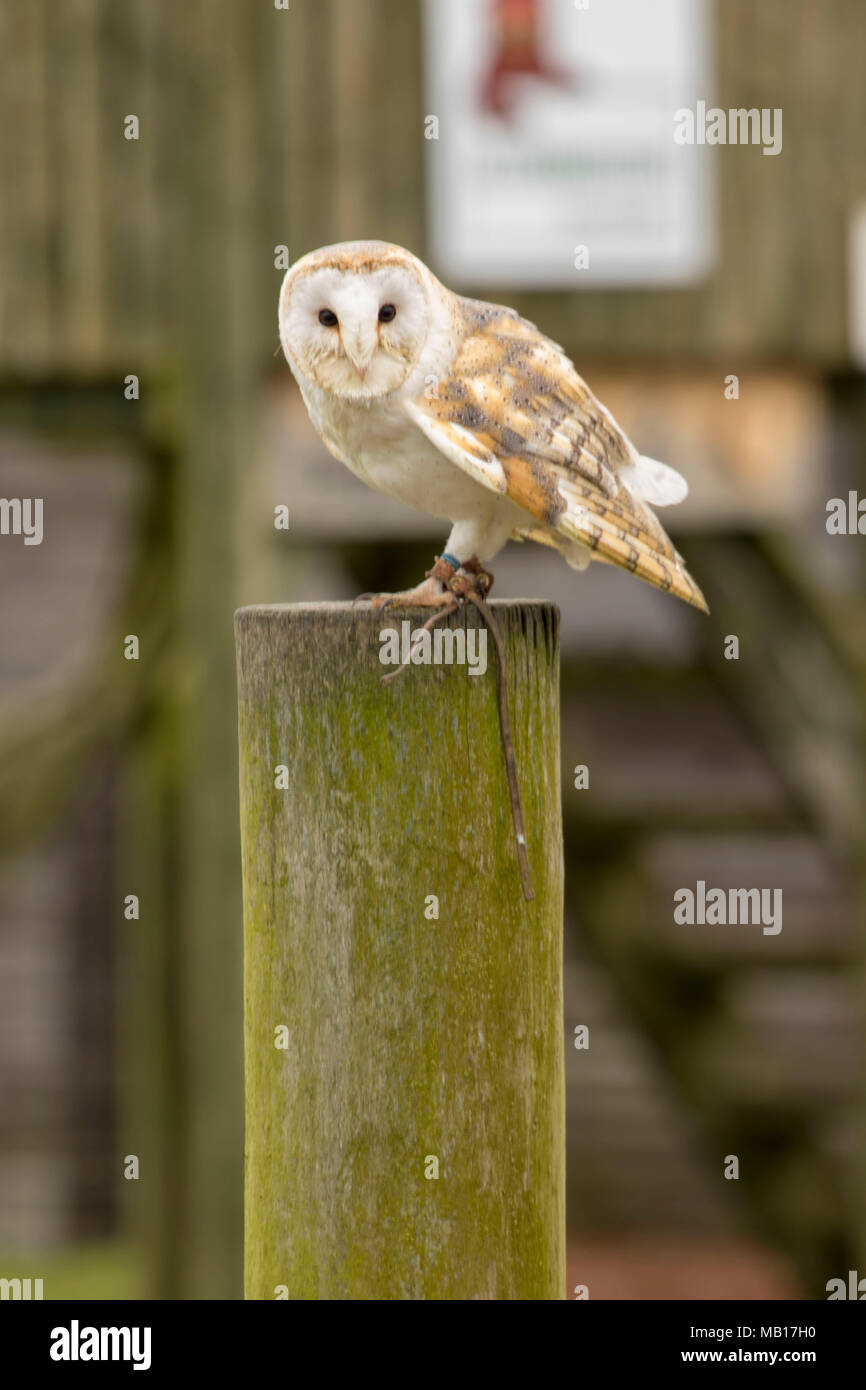 Comune di barbagianni visualizzazione a Woodhurst (Huntingdon), Cambridgeshire, Inghilterra, Europa Foto Stock