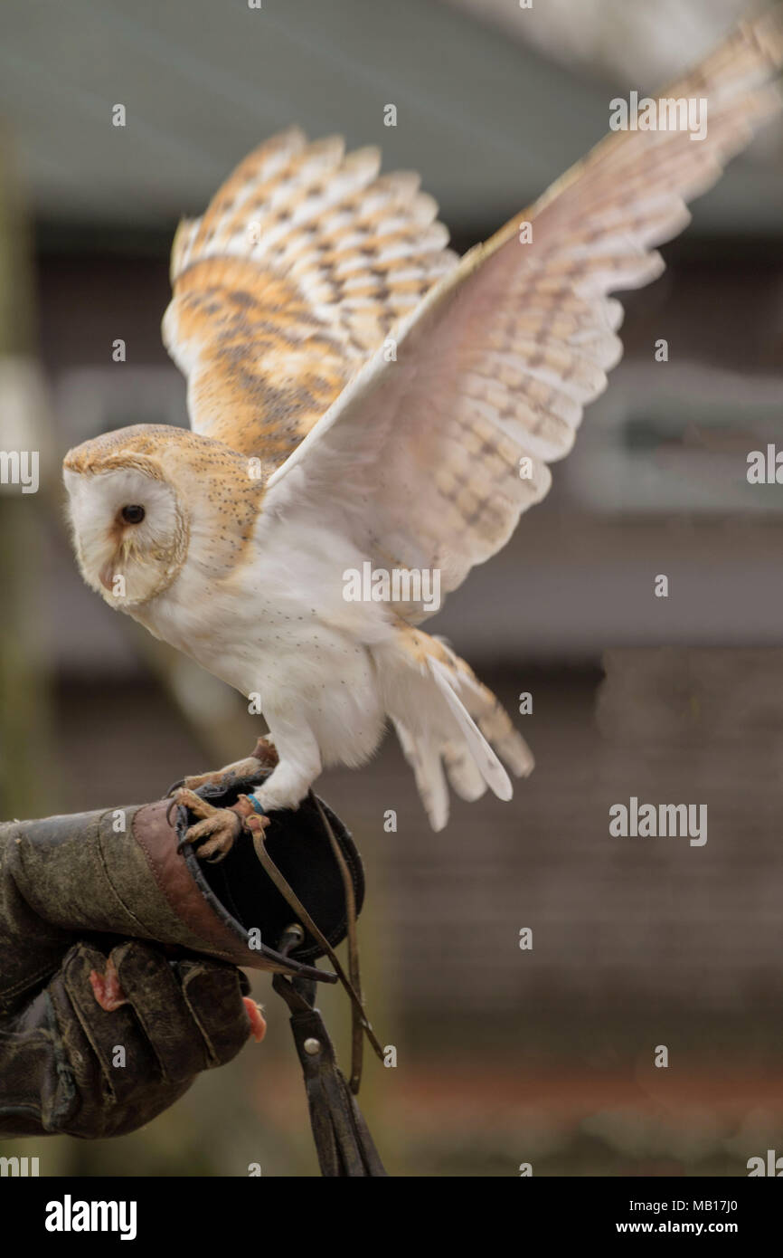Comune di barbagianni visualizzazione a Woodhurst (Huntingdon), Cambridgeshire, Inghilterra, Europa Foto Stock