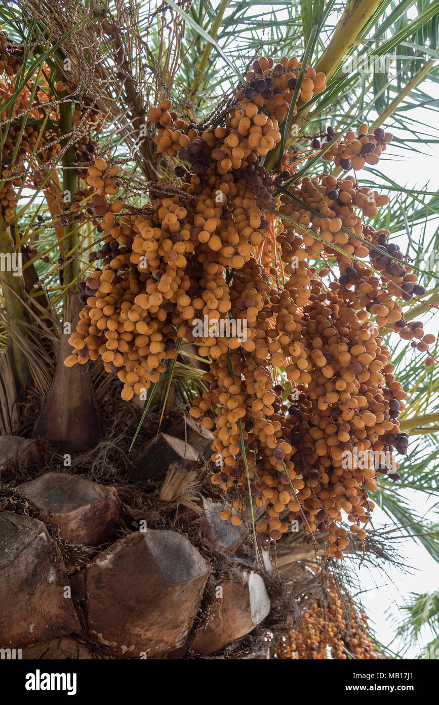 Früchte der Kanarischen Dattelpalme Foto Stock