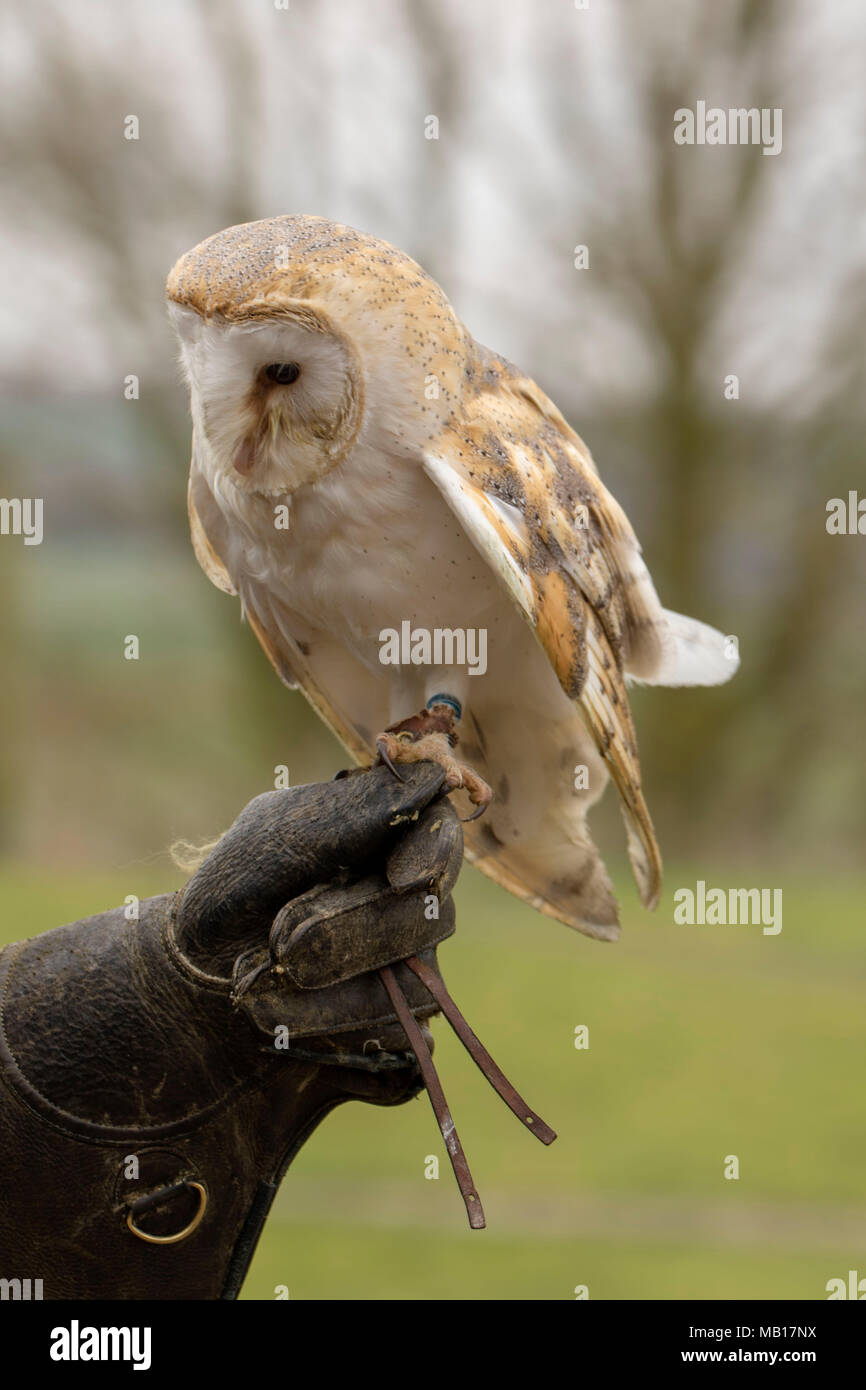Comune di barbagianni visualizzazione a Woodhurst (Huntingdon), Cambridgeshire, Inghilterra, Europa Foto Stock