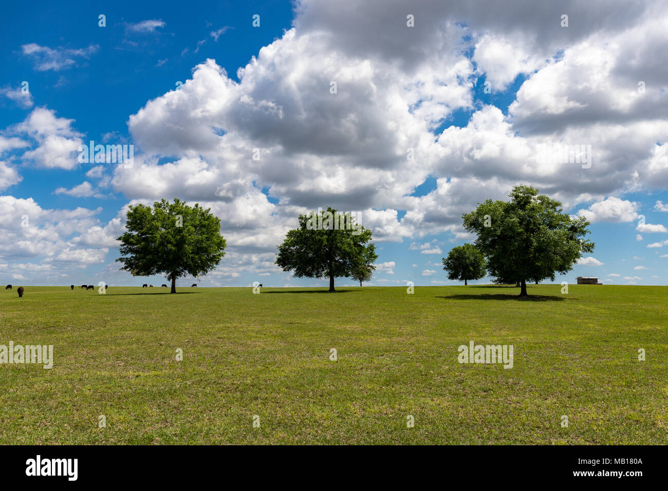 Pascolo rurale con le mucche in distanza e da un fienile in frame. Questa foto è unico perché acquisisce un cielo incontro il terreno senza interruzione. Foto Stock