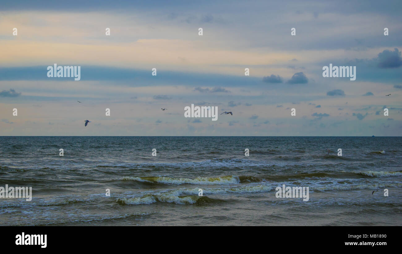 Gabbiani nel Mar Baltico, Palanga Foto Stock