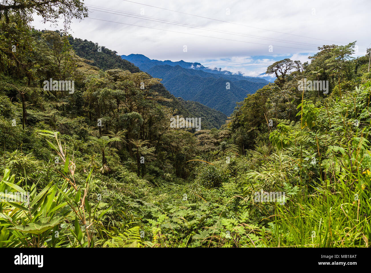 Il cloud forest, un santuario naturale a nord-ovest di Quito Foto Stock