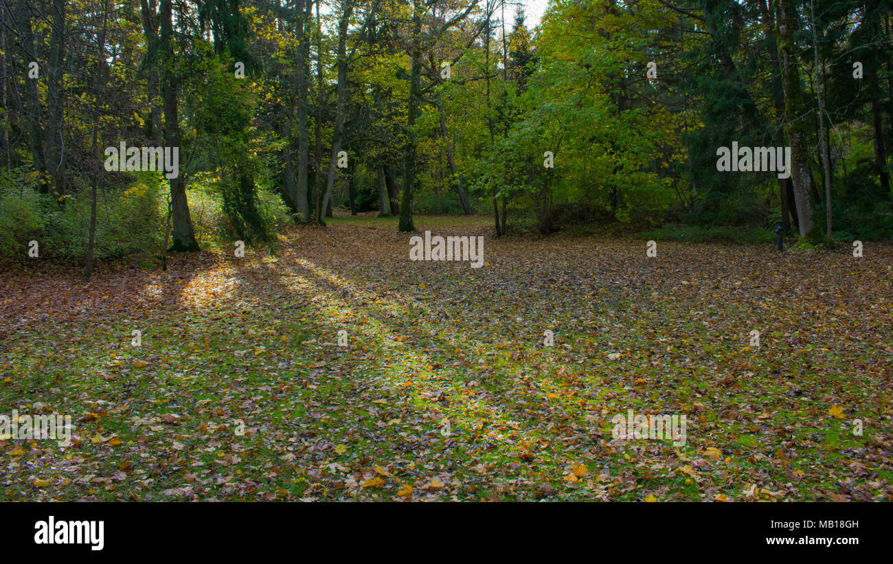 Autunno prato con luce di sole e ombra di albero Foto Stock