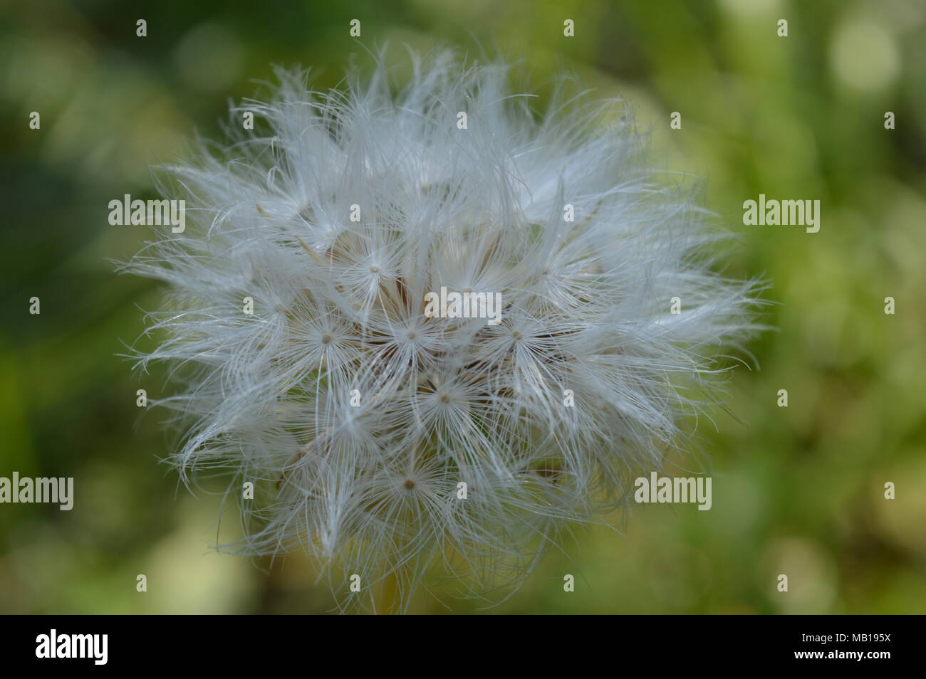 Fluffy tarassaco-tipo fiore Foto Stock