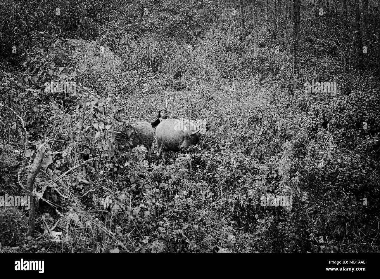 Duo Yi Shu villaggio, Yunnan, Cina - 26 dicembre 2017: isolato agricoltore cinese con animali nella natura Foto Stock