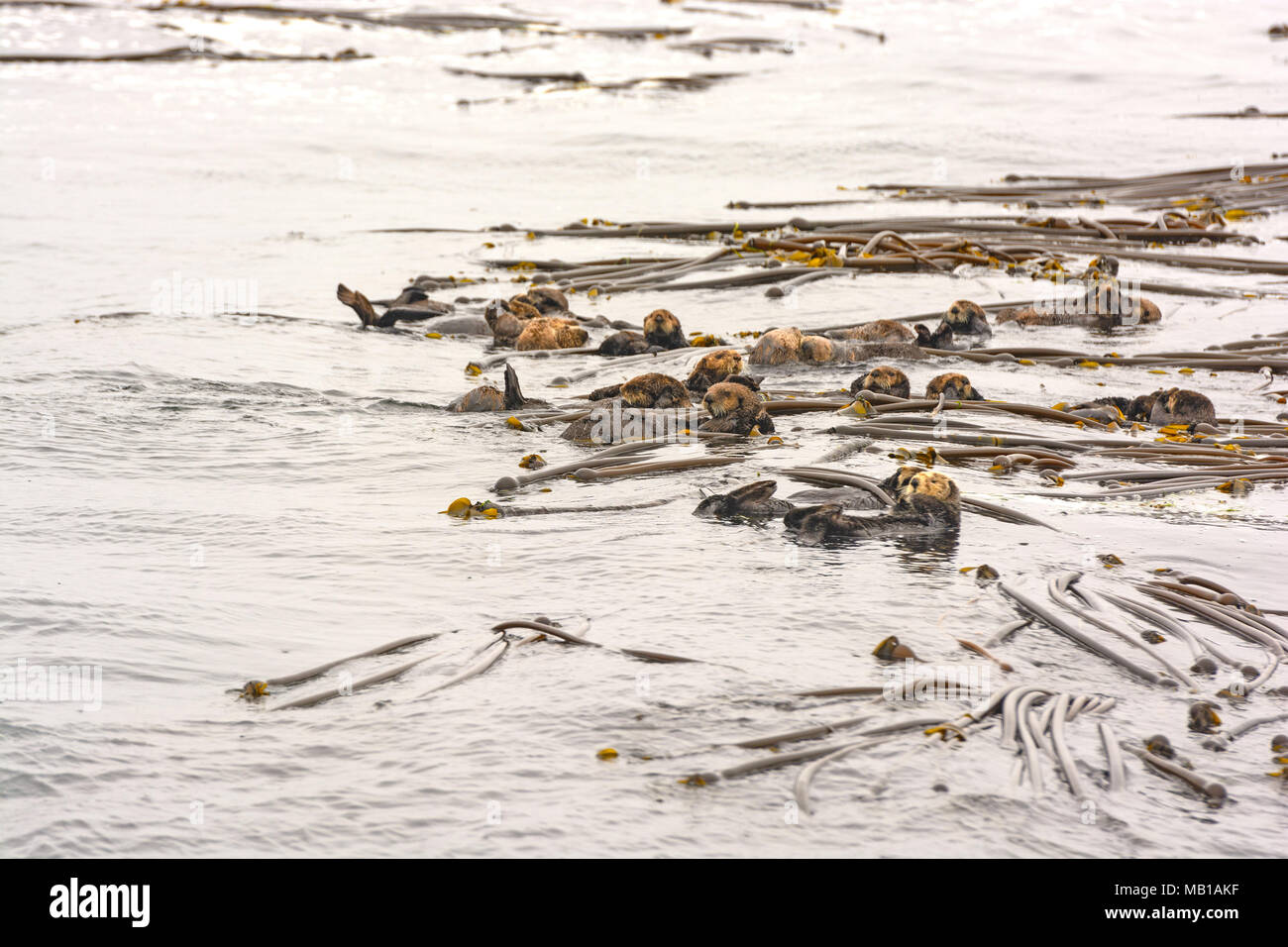 Una zattera di Lontra di mare vicino a Tofino sull'Isola di Vancouver Foto Stock