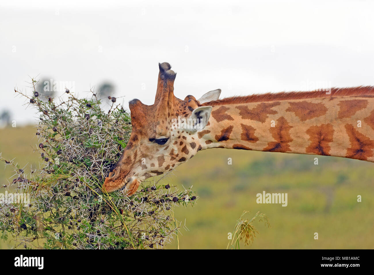 Rothchild la Giraffa a mangiare le foglie in Murchison Falls National Park in Uganda Foto Stock