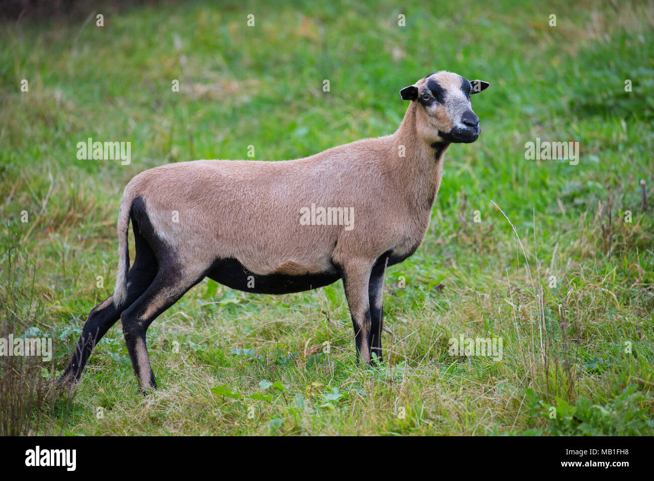 Camerun pecore pecora, addomesticati razza di ovini provenienti da Africa Occidentale in Prato Foto Stock