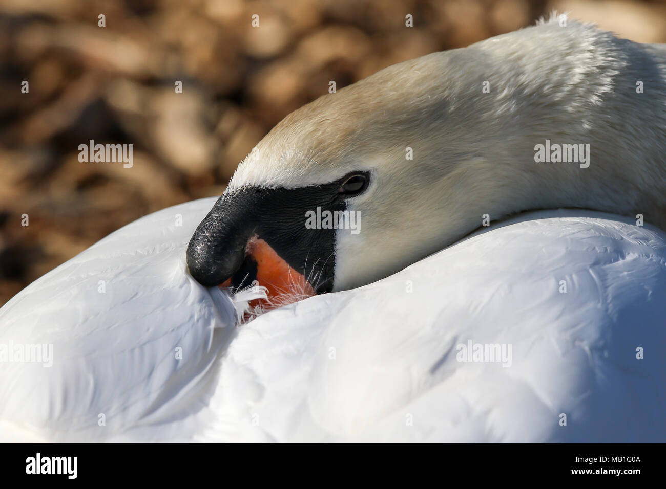 Primo piano wild UK mute swan (Cygnus olor) isolato all'aperto, girocollo, becco nascosto dietro in ali bianche, visibile nero pomolo basale. Cigni del Regno Unito. Foto Stock