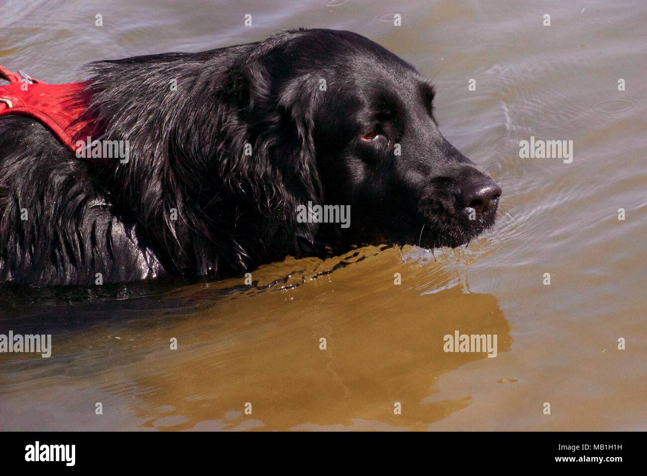 Cipro cani da salvataggio ora nel Regno Unito godendo la vita all'aperto in sole di primavera Foto Stock
