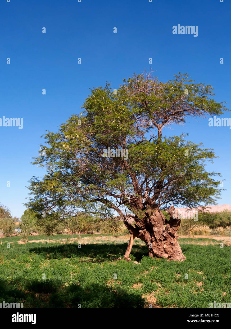 Antico albero in un campo di erba medica, San Pedro de Atacama, Cile Foto Stock
