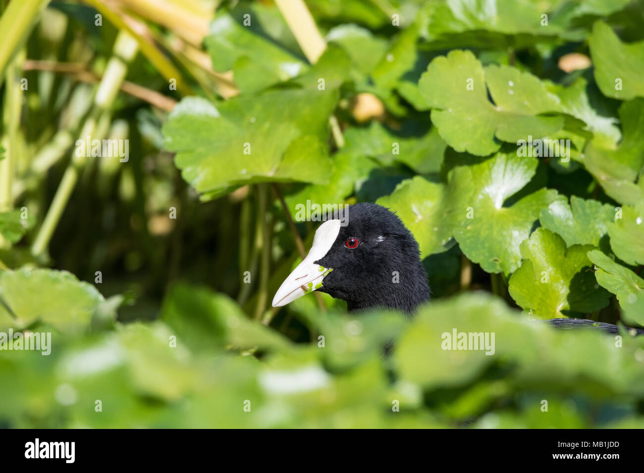 Coot sul fiume Lea Foto Stock