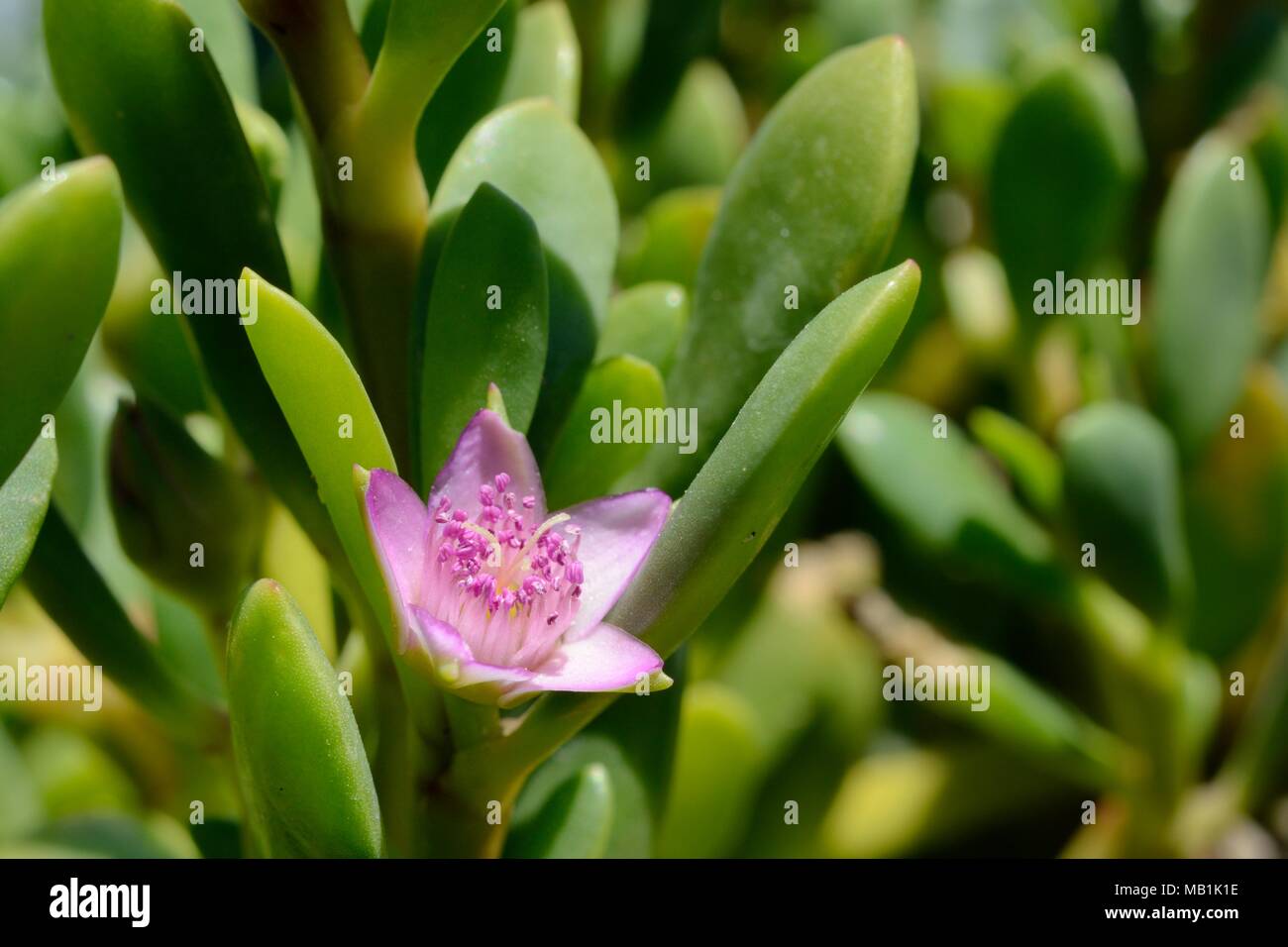 Sea Purslane / litorale purslane (portulacastrum Sesuvium) fioritura sulla riva sabbiosa di una laguna costiera, Sotavento, Fuerteventura, Isole Canarie Foto Stock