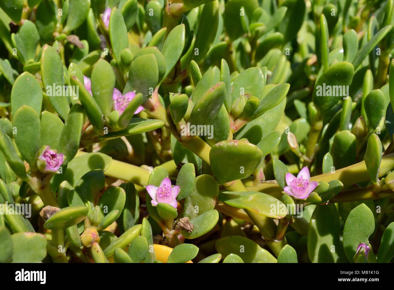 Sea Purslane / litorale purslane (portulacastrum Sesuvium) fioritura sulla riva sabbiosa di una laguna costiera, Sotavento, Fuerteventura, Isole Canarie Foto Stock