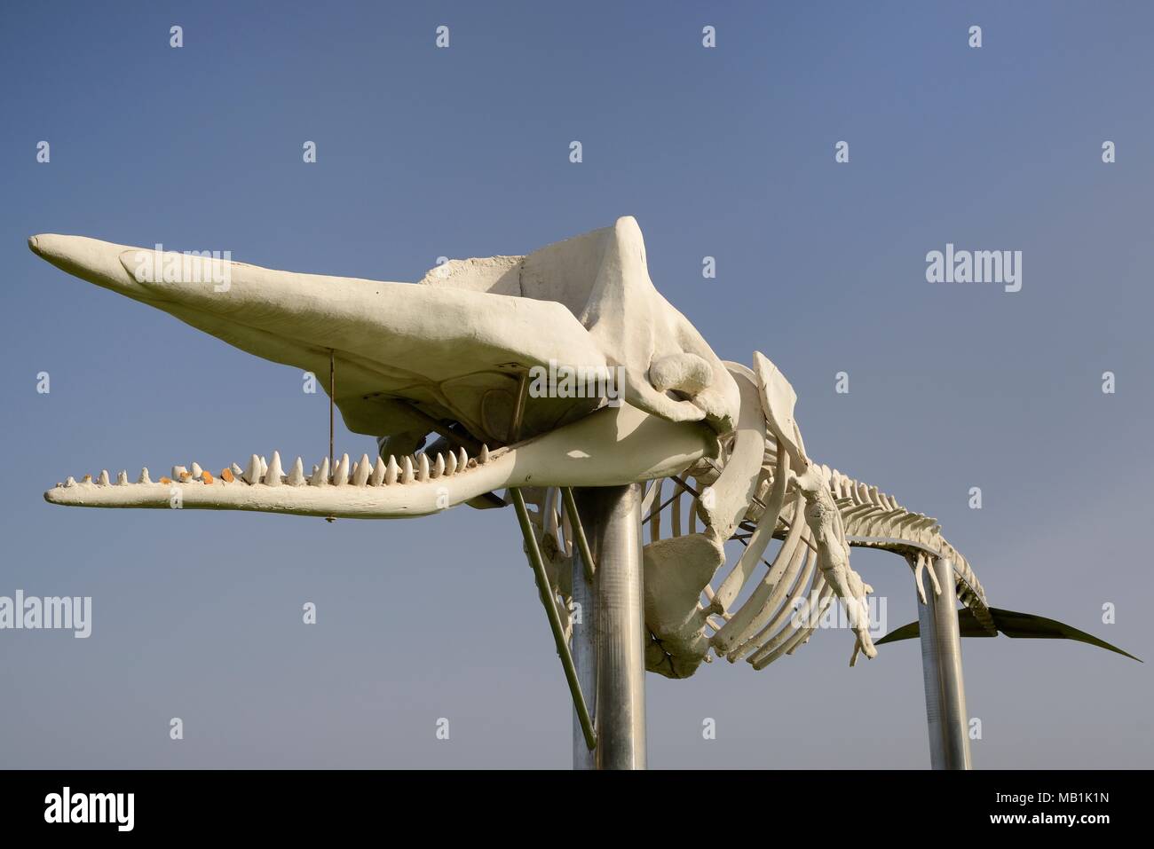 Lo scheletro di un Capodoglio (Physeter macrocephalus) sul lungomare di Jandia Playa, uno di un certo numero di balene a trefoli esposti intorno a Fuerteventura Foto Stock