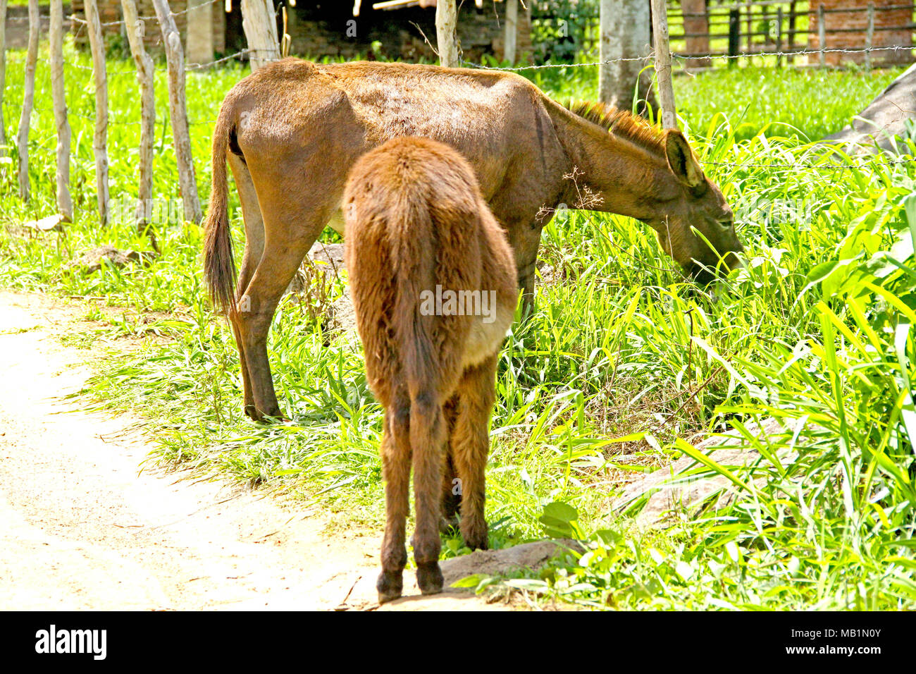 Asini, Guarabira, Paraiba, Brasile Foto Stock