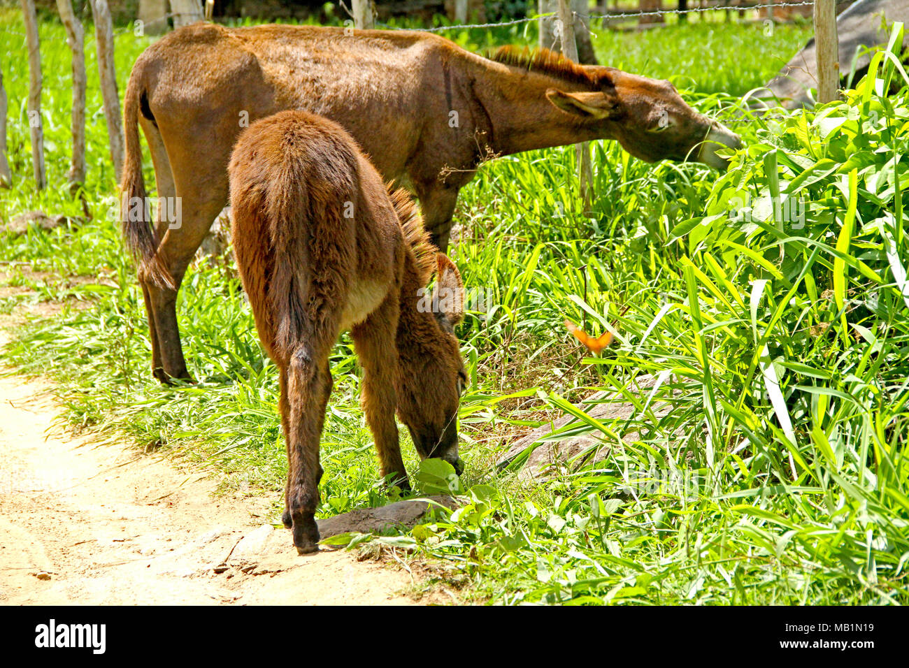 Asini, Guarabira, Paraiba, Brasile Foto Stock