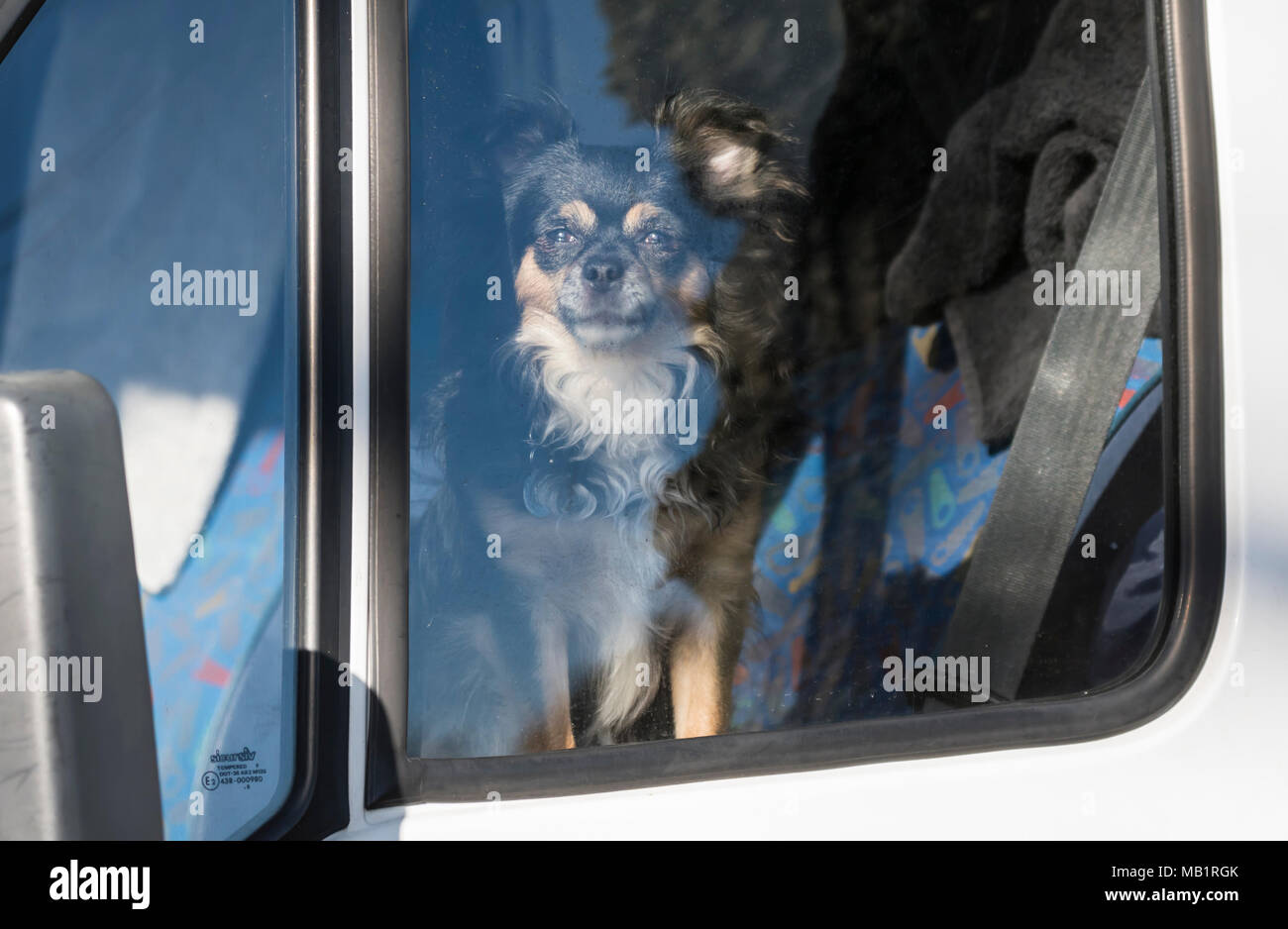 Un cane seduto in un auto, lasciati soli, guardando fuori della finestra. Foto Stock
