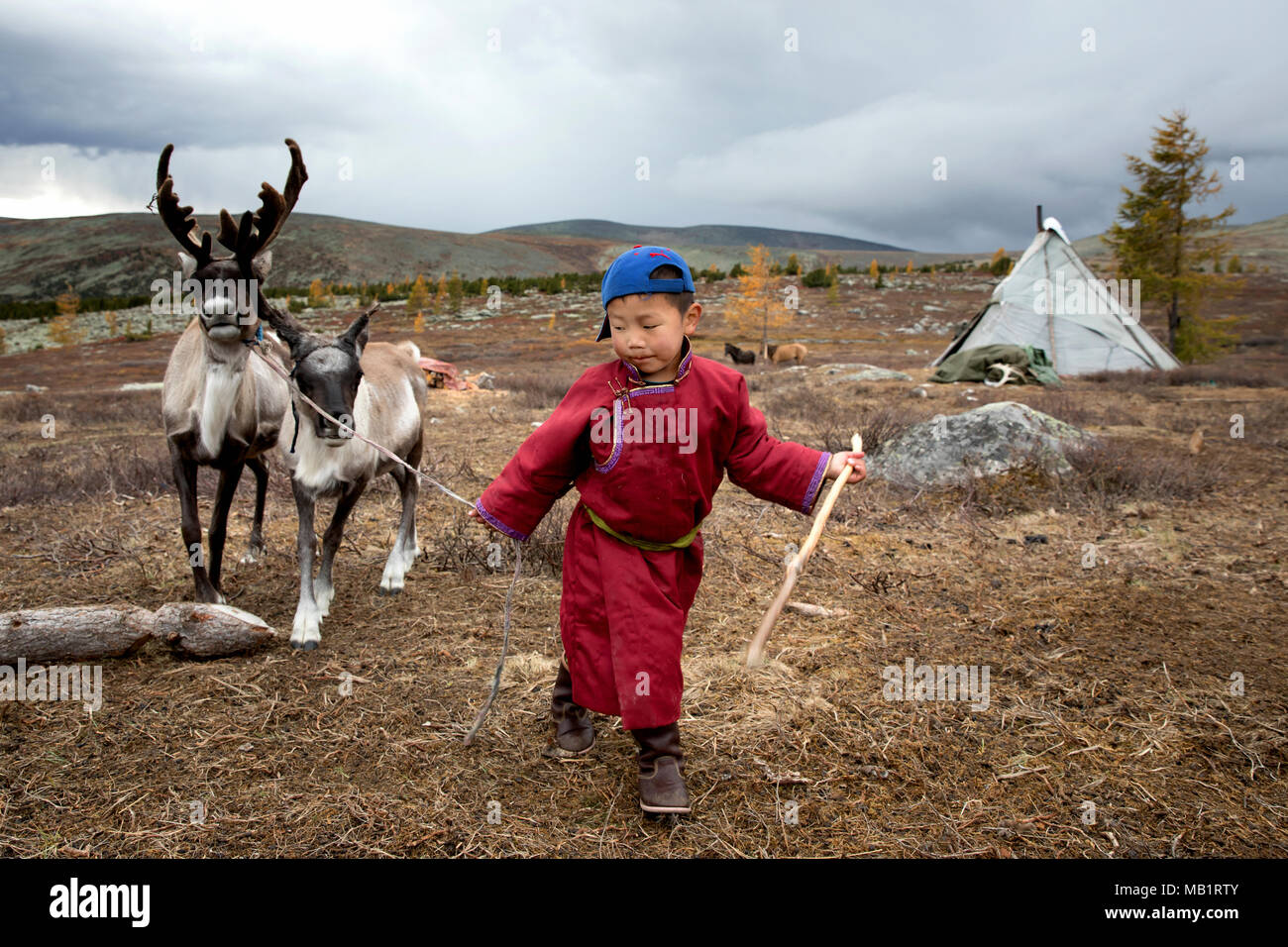 Tsaatan boy, vestito di un tradizionale deel, con le renne in una taiga del nord della Mongolia Foto Stock