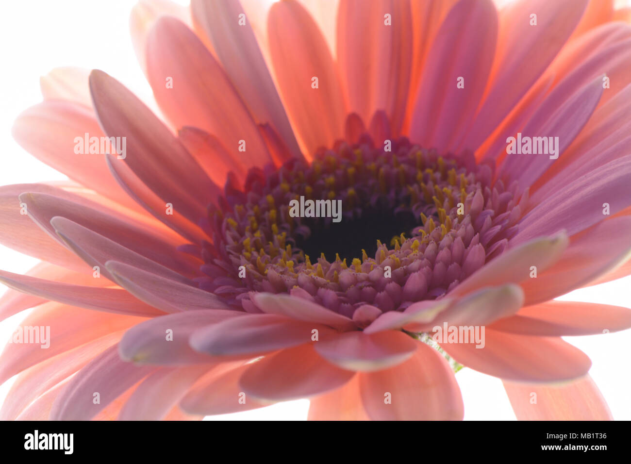 Back lit close up pink gerbera Foto Stock