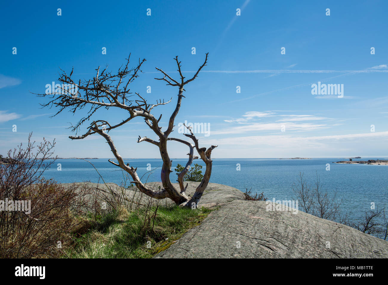 Finlandia,Hanko inizio estate. Vista panoramica del Mar Baltico e cielo blu, Lonely tree sulla roccia. Tranquillo paesaggio finlandese. Foto Stock