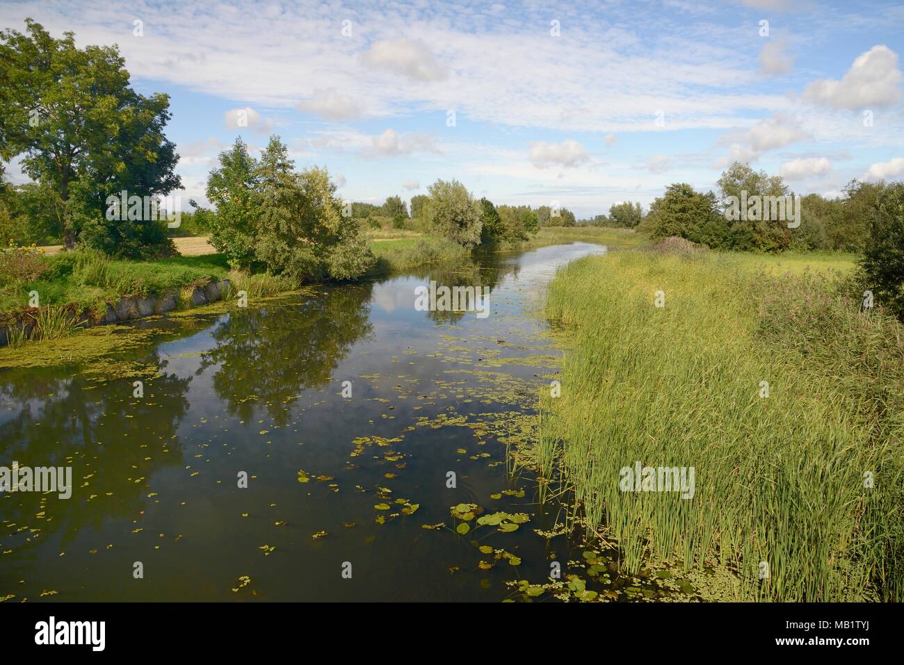 Flusso tributario del fiume Szkarpawa, fiancheggiata da giunchi e canne Zelichowo, vicino a Danzica, Pomerania, Polonia, Settembre 2017. Foto Stock